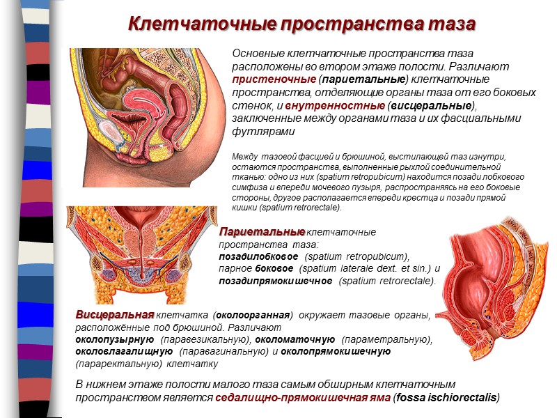 Клетчаточные пространства таза Основные клетчаточные пространства таза расположены во втором этаже полости. Различают пристеночные